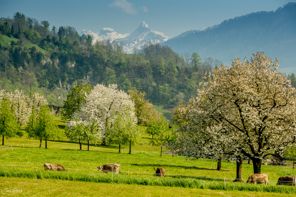 Frühlingslandschaft mit blühenden Obstbäumen und Kühen am Arth mit Rigi-Bergpanorama Schweiz – Jan Geerk Fotograf Basel