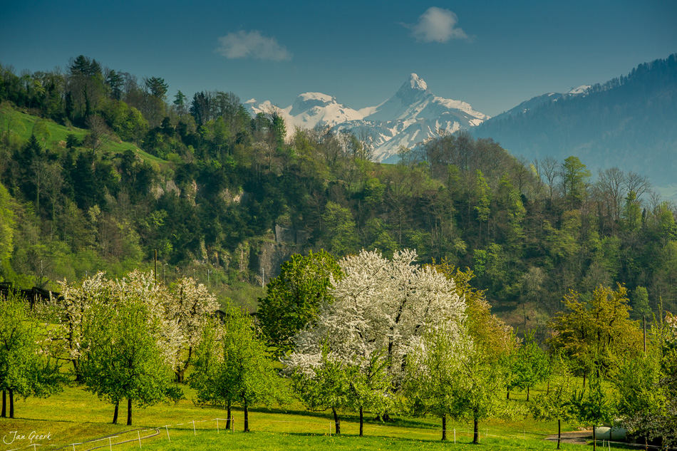 Obstblüte mit Rigi Berg im Hintergrund, Frühling in Arth Schwyz Zentralschweiz – Jan Geerk Fotograf Basel