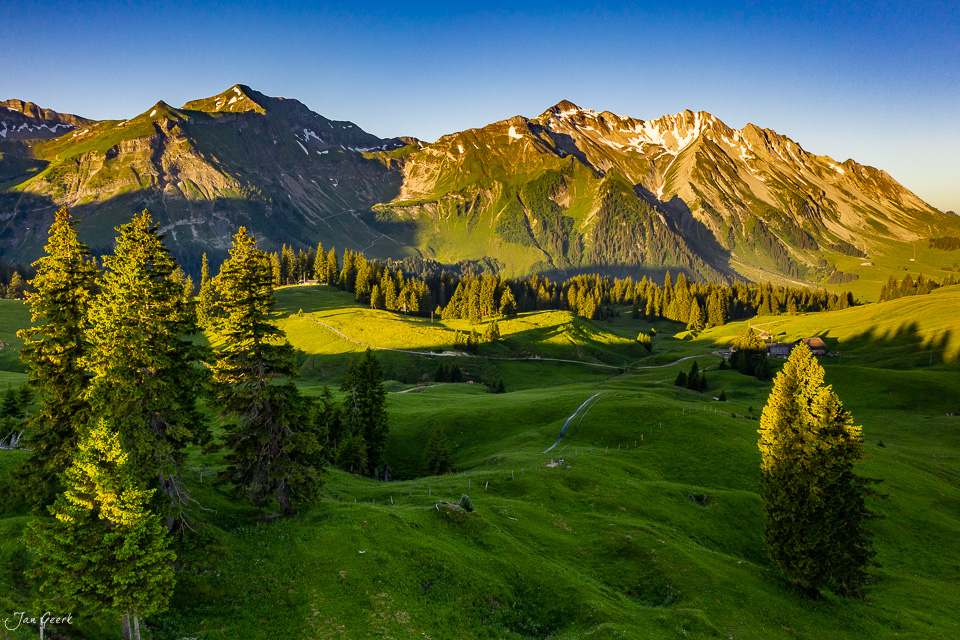 Bergalpwiese Glaubenbielen mit Tannen im Sommerlicht, Obwalden Schweiz – Jan Geerk Fotograf Basel
