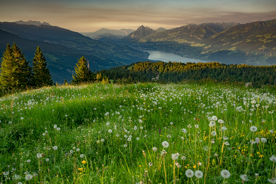 Blühendes Alpenwiesen-Panorama mit Engstlensee und Bergketten in Sommerlichtstimmung, Obwalden Schweiz – Jan Geerk Fotograf Basel