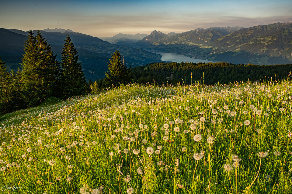 Blütenwiese mit Löwenzahn und Almwiese bei der Glaubenbielen mit Bergsee und Bergpanorama Sommer Obwalden Schweiz Jan Geerk Fotograf Basel