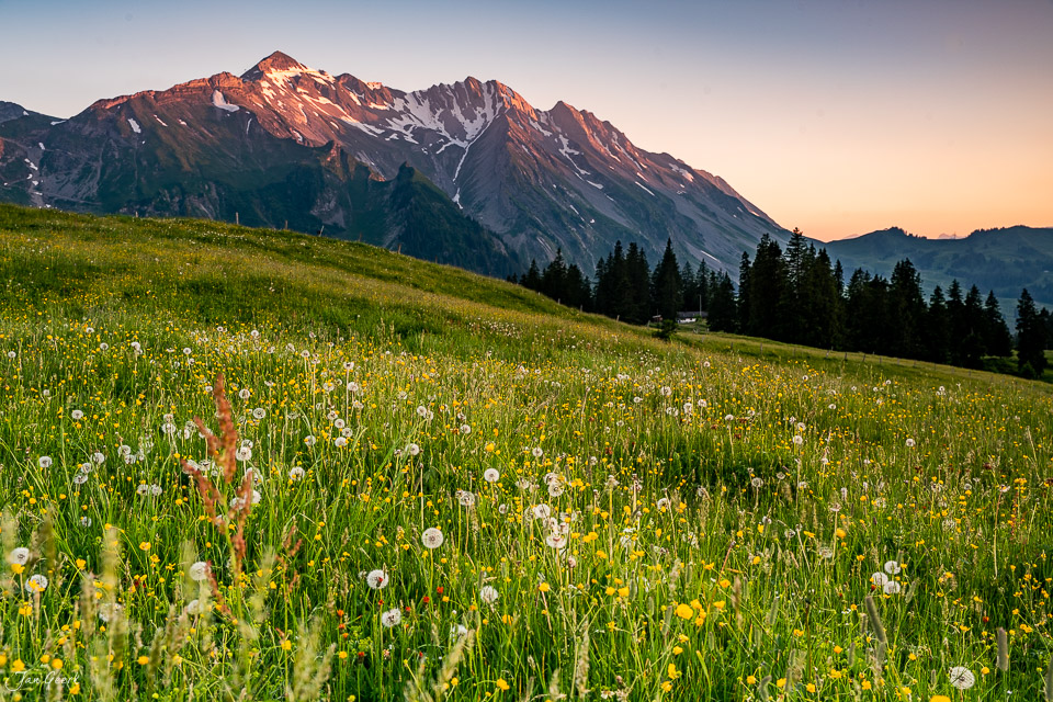 Blühendes Alpenmatteland mit Bergkulisse bei Glaubenbielen im Sommer, Obwalden Schweiz – Jan Geerk Fotograf Basel