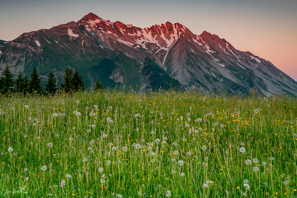 Blühendes Blütenfeld mit Löwenzahn vor dem Wellhorn bei Sonnenaufgang im Sommer, Obwalden Schweiz – Jan Geerk Fotograf Basel