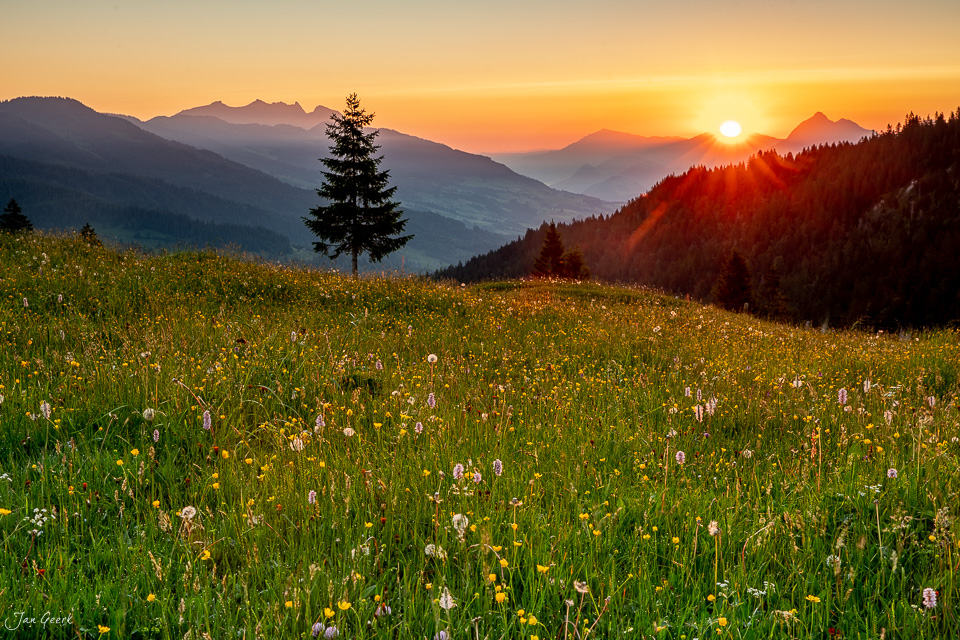 Blühendes Bergland beim Sonnenaufgang über der Glaubenbielen im Obwalden Schweiz – Jan Geerk Fotograf Basel
