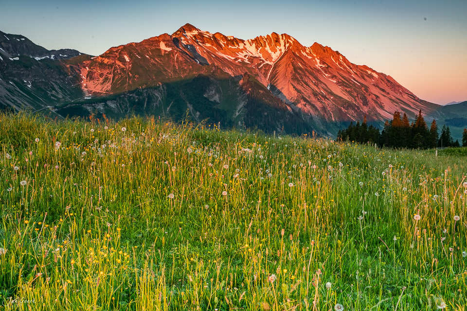 Blühendes Alpwiesenfeld vor dem rötlich beleuchteten Wellhorn auf der Glaubenbielen, Obwalden Schweiz – Jan Geerk Fotograf Basel