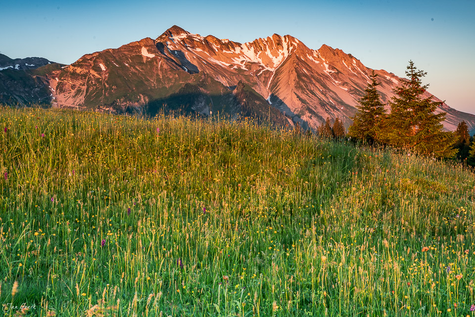 Blühendes Alpenmeer vor dem Wellhorn auf der Glaubenbielen, Sommerlicht in der Schweiz – Jan Geerk Fotograf Basel
