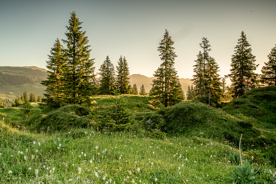 Alpwiese mit Blumen und Lärchen auf der Glaubenbielen im Sommer, Obwalden Schweiz – Jan Geerk Fotograf Basel