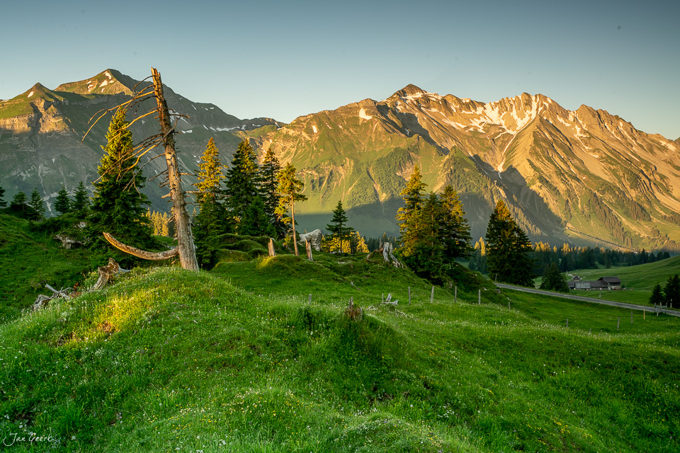 Alpwiese mit knorrigem Baum und Bergpanorama bei Glaubenbielen im Sommer, Obwalden Schweiz – Jan Geerk Fotograf Basel
