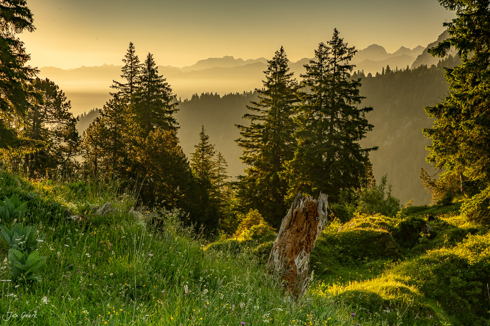 Alpwiese mit Baumstumpf und Berglandschaft bei Glaubenbielen, Sommerliche Goldstimmung, Obwalden Schweiz – Jan Geerk Fotograf Basel