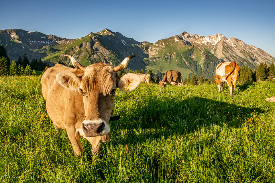 Braune Kühe auf grüner Alpwiese mit Bergpanorama bei Glaubenbielen im Obwalden Schweiz – Jan Geerk Fotograf Basel