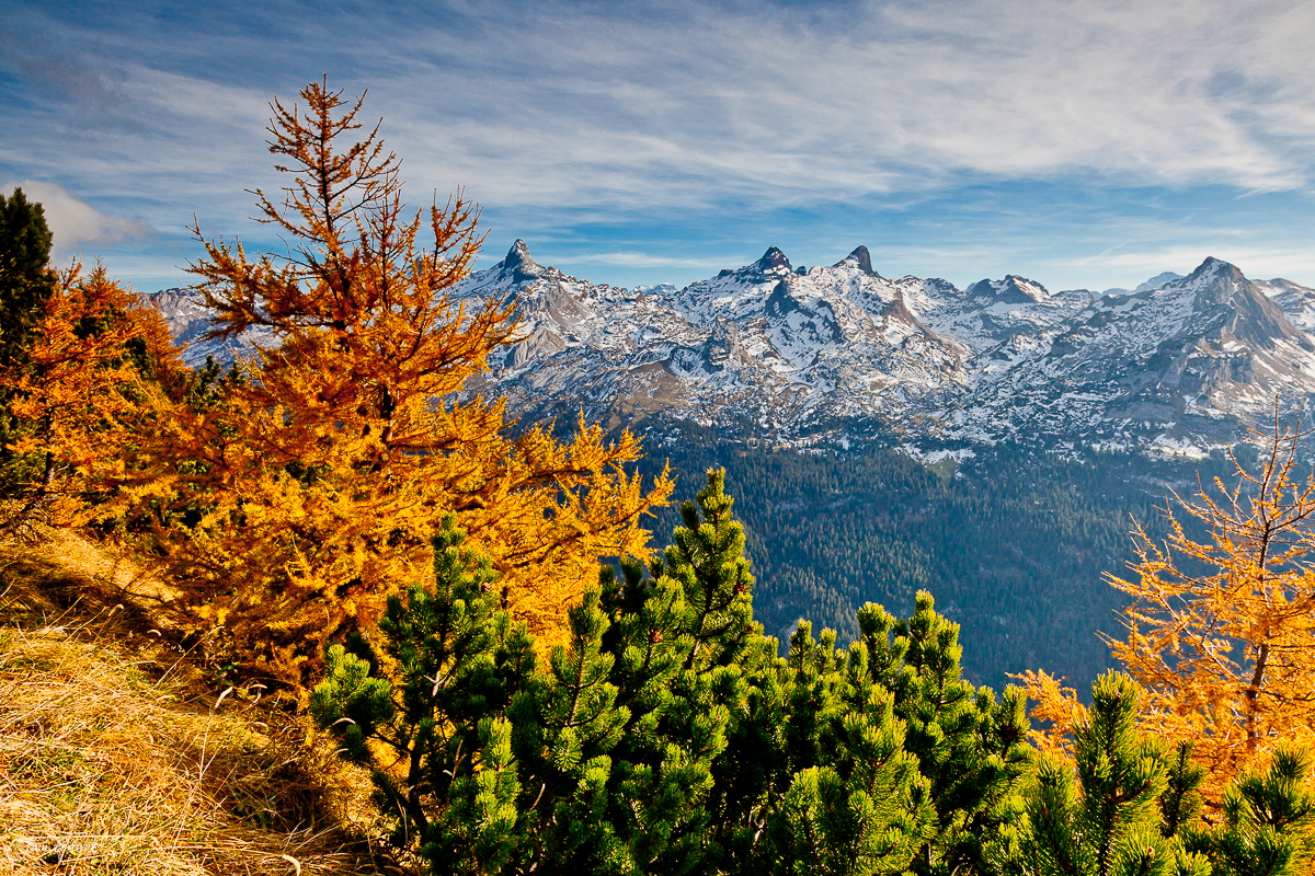 Herbstliche Lärchenallee Fronalpstock Schneeberge Indian Summer Zentralschweiz Schweiz Jan Geerk Fotograf Basel
