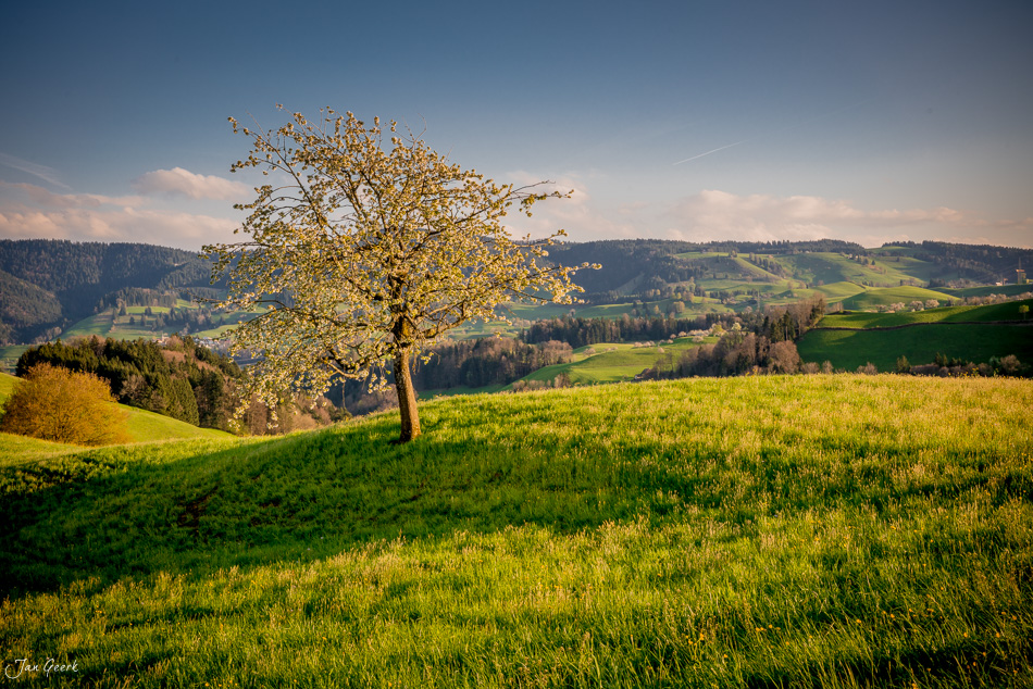 Baum mit goldenem Blattwerk in grüner Frühjahrslandschaft Hirzel Zentralschweiz Schweiz – Jan Geerk Fotograf Basel