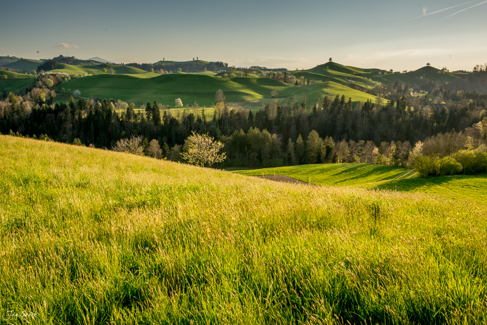 Grüne Frühjahrslandschaft mit Drumlins und Wäldern in Hirzel, Zentralschweiz – Jan Geerk Fotograf Basel