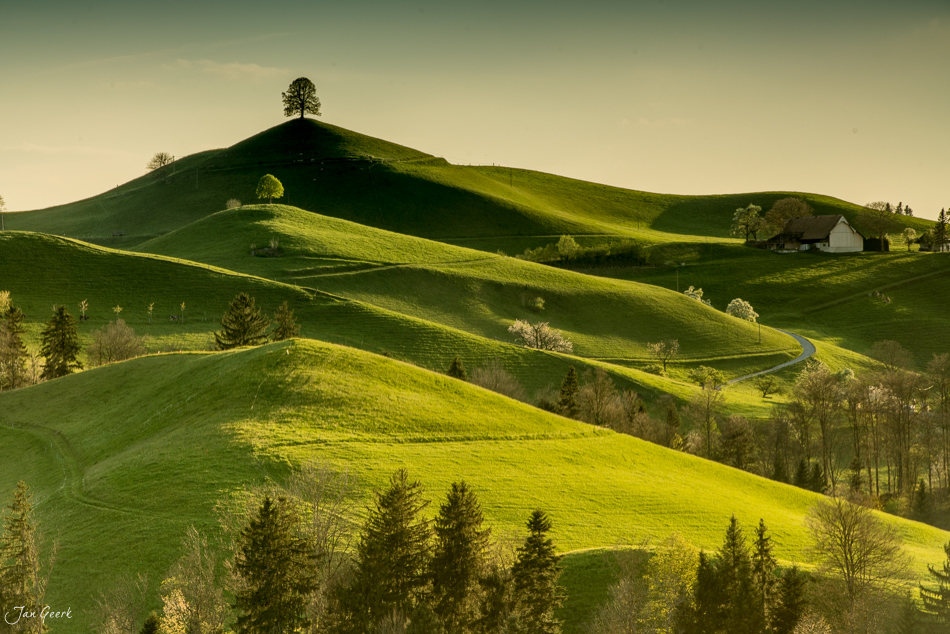Dramatische Hügellandschaft mit einzelnem Baum auf Kuppe bei Hirzel, Frühjahrsgrün und Tageslicht, Zentralschweiz Schweiz – Jan Geerk Fotograf Basel