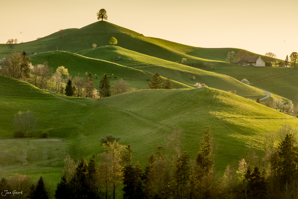 Grüne Drumlins Landschaft mit einzelnem Baum auf Hügel, Frühjahr, Zentralschweiz – Jan Geerk Fotograf Basel