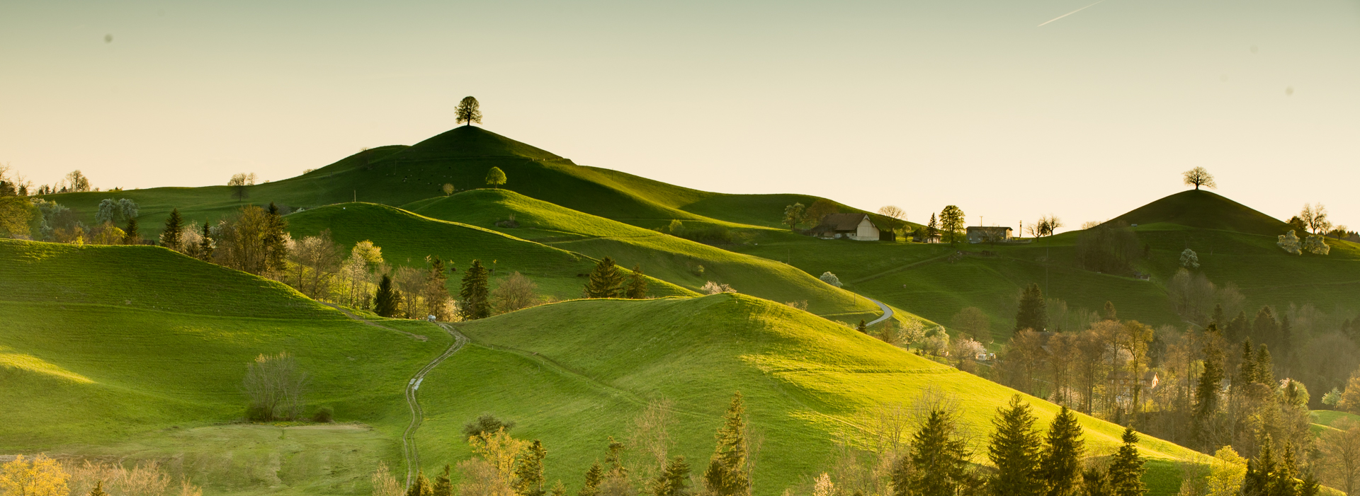 Grüne Drumlins Landschaft mit einzelnem Baum auf Hügel, Frühlingslicht Hirzel Zentralschweiz Schweiz Jan Geerk Fotograf Basel