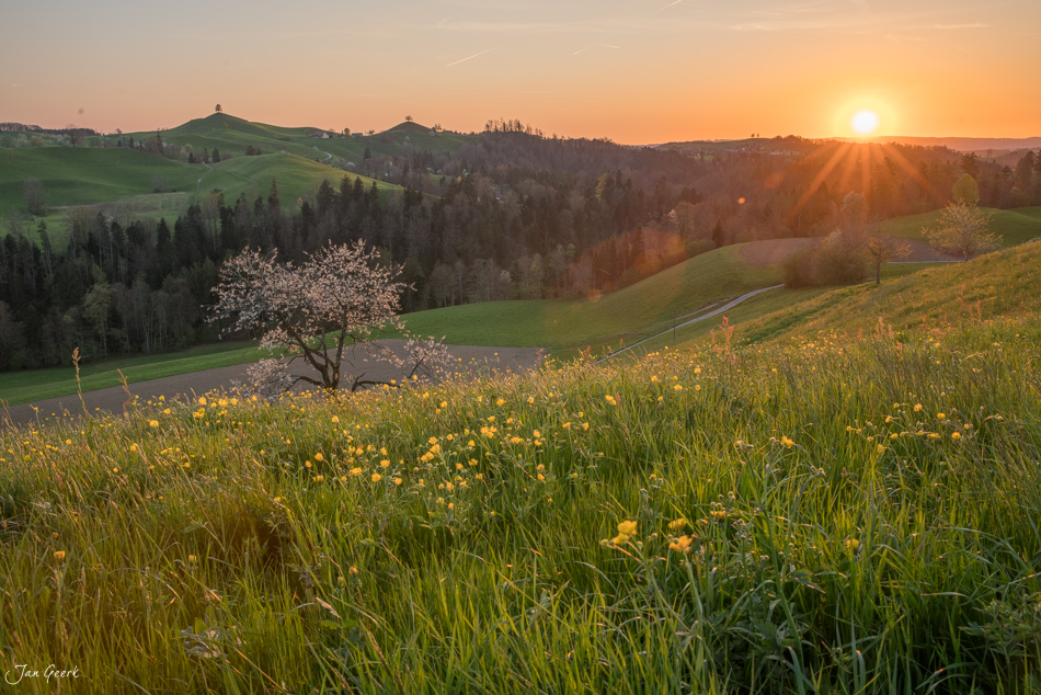 Frühlingslandschaft mit blühendem Baum und Löwenzahnwiese bei Hirzel, Zentralschweiz – Jan Geerk Fotograf Basel