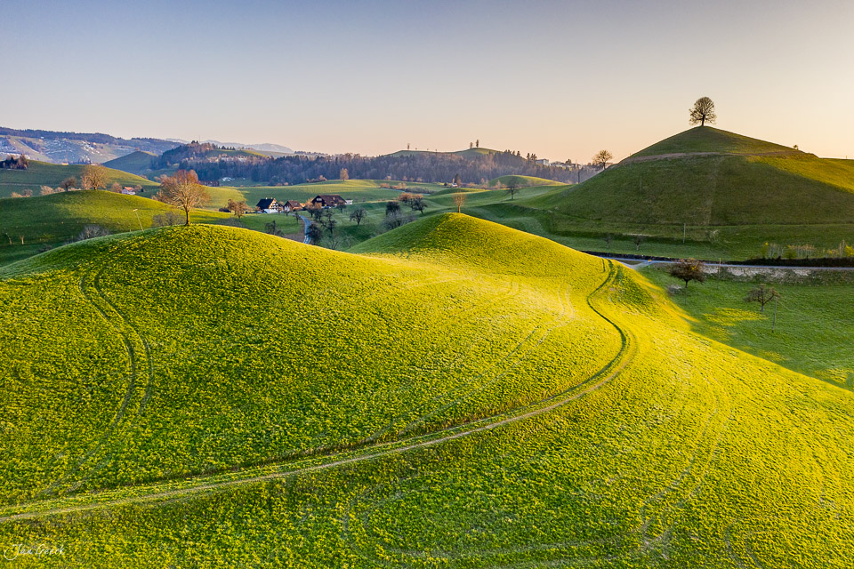 Blühende Rapsfelder in Hirzel mit sanften Hügeln, Bauernhof und Frühjahrslandschaft in der Zentralschweiz – Jan Geerk Fotograf Basel