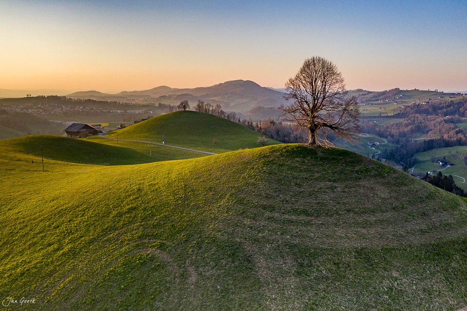 Grüne Hügellandschaft mit einzelnem Baum in Hirzel, Frühlingslicht, Zentralschweiz – Jan Geerk Fotograf Basel