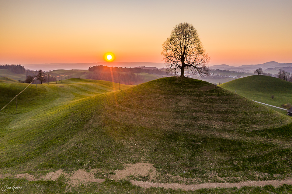 Sonnenaufgang über Hirzel mit markanter Eiche auf Hügelkuppe, goldenes Morgenlicht Schweiz Jan Geerk Fotograf Basel