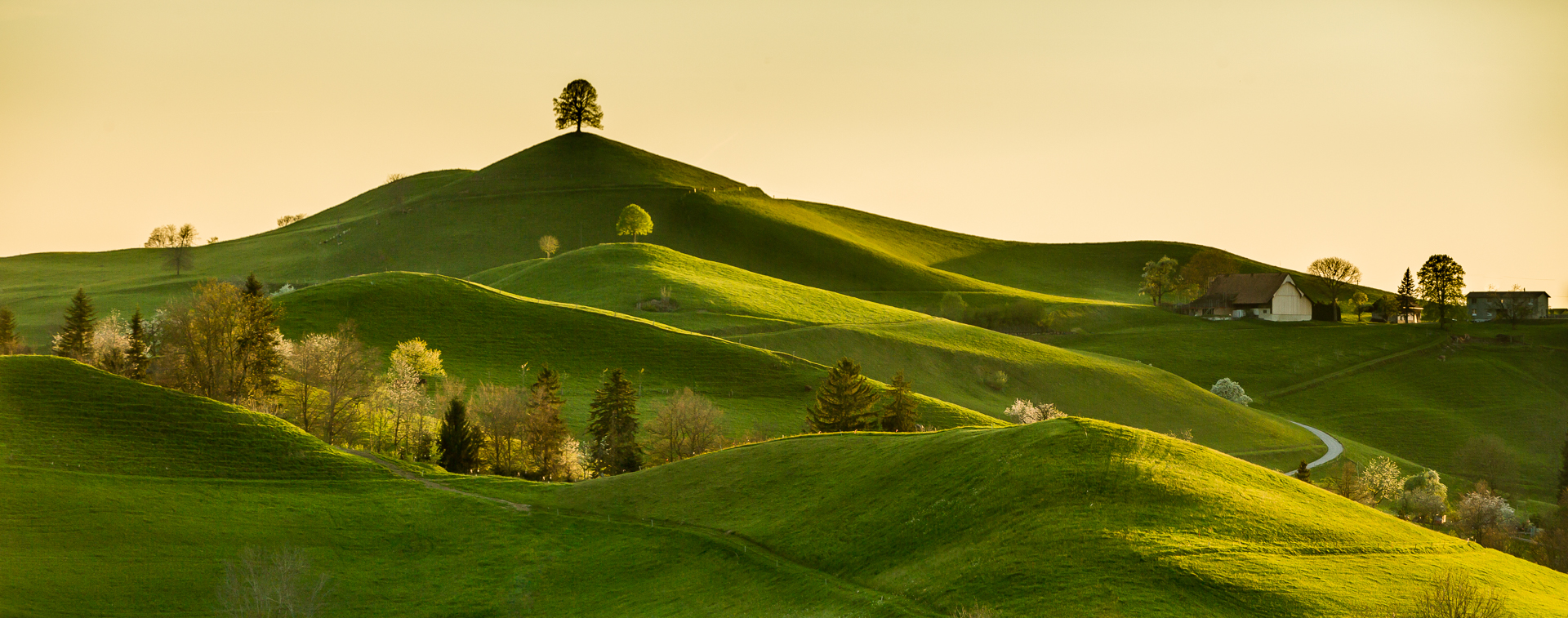 Grüne Drumlins-Landschaft Hirzel mit einzelnem Baum auf Höhe, Frühjahrslichtstimmung Zentralschweiz Schweiz – Jan Geerk Fotograf Basel