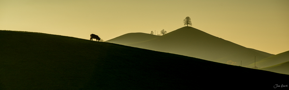 Silhouette einer Kuh auf grüner Hügellandschaft bei Hirzel, Herbststimmung, Zugerland Schweiz – Jan Geerk Fotograf Basel