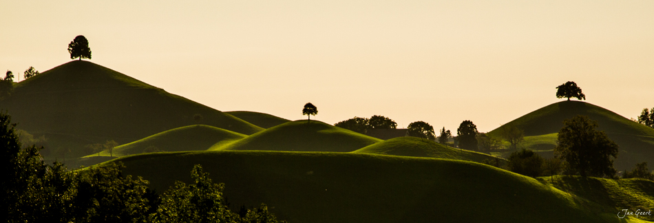 Drumlinlandschaft Hirzel mit sanften grünen Hügeln und einzelnen Bäumen in goldener Lichtstimmung, Schweiz – Jan Geerk Fotograf Basel