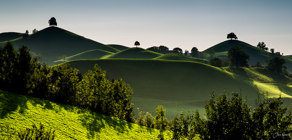 Drumlinlandschaft bei Hirzel mit grünen Hügeln und einzelnen Bäumen bei goldenem Licht, Zentralschweiz – Jan Geerk Fotograf Basel