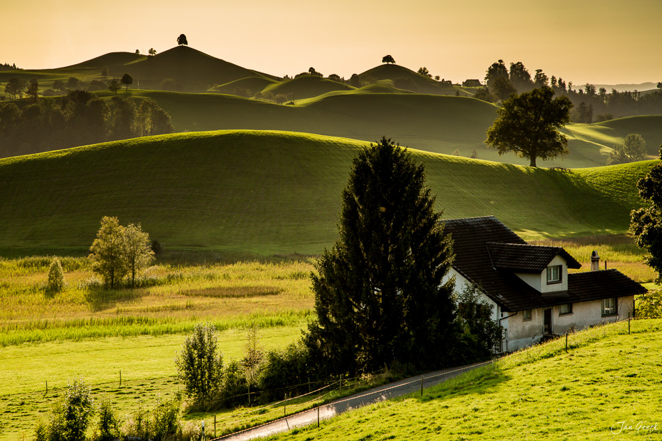 Drumlinlandschaft bei Hirzel mit grünen Hügeln, Bauernhaus und Cypresse, goldenes Licht, Zentralschweiz – Jan Geerk Fotograf Basel