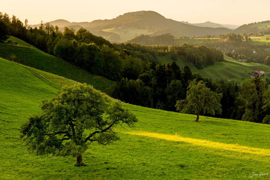 Grüne Drumlinlandschaft bei Hirzel mit einzelnem Baum, Hügeln und Bergen, Frühjahr, Zentralschweiz – Jan Geerk Fotograf Basel