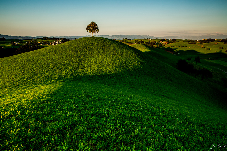 Einzelner Baum auf grünem Drumlinhügel in Hirzel mit Ausblick auf Appenzell Alpen, Frühling, Zentralschweiz – Jan Geerk Fotograf Basel