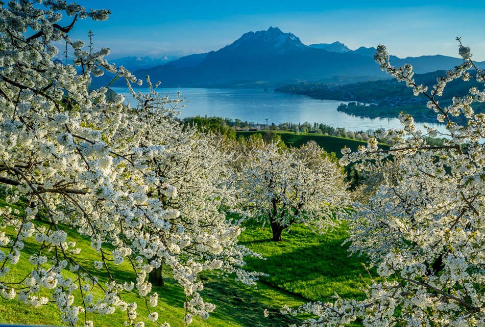 Obstblüte in Kuessnacht mit Blick auf Pilatus, Frühling in der Zentralschweiz – Jan Geerk Fotograf Basel