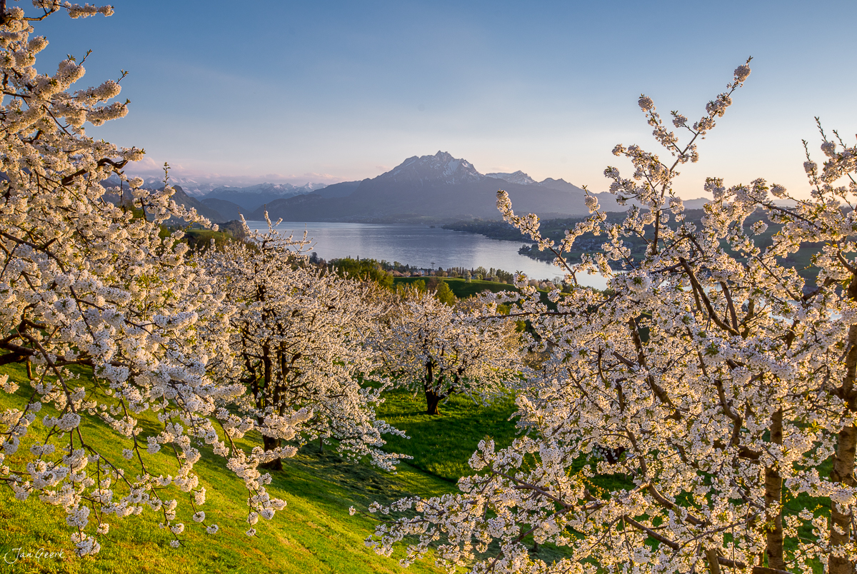 Blühende Obstbäume mit Pilatus Berg im Hintergrund Kuessnacht Frühling Zentralschweiz – Jan Geerk Fotograf Basel