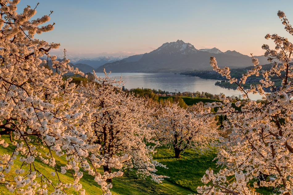 Blüte Obstbäume Kuessnacht Frühling mit Pilatus Berg und See Schweiz Jan Geerk Fotograf Basel