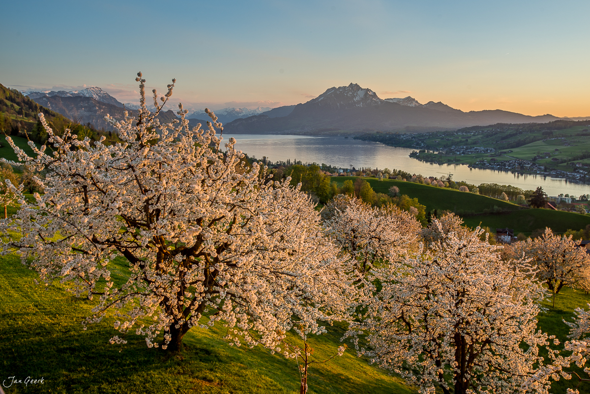 Blühende Obstbäume in Küssnacht mit Blick auf Pilatus, Rigi und See in Frühlingssonne, Zentralschweiz – Jan Geerk Fotograf Basel