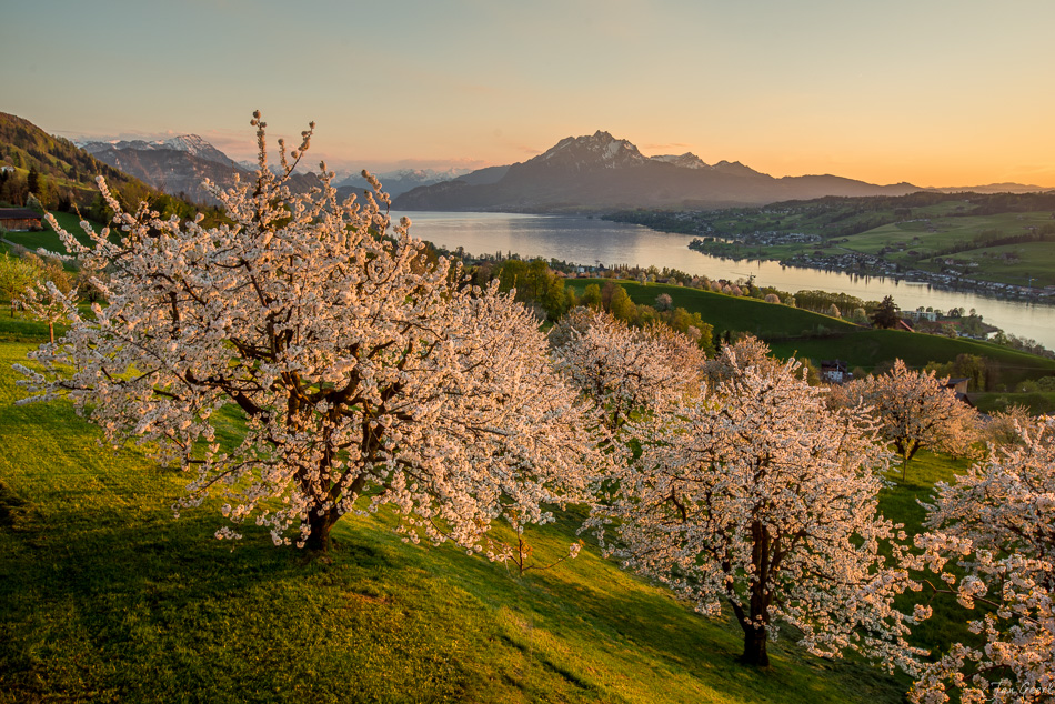 Blühende Obstbäume in Küssnacht am See bei Sonnenaufgang, Pilatus und Rigi im Hintergrund, Frühling in der Zentralschweiz – Jan Geerk Fotograf Basel