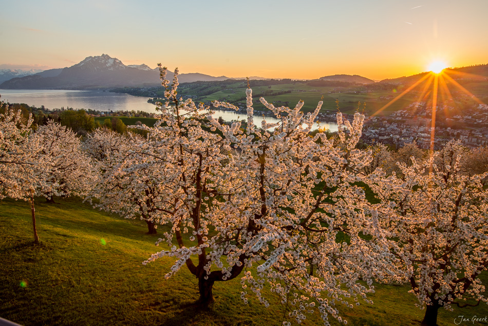 Obstblüte in Küssnacht mit Pilatus und Rigi bei Sonnenaufgang, Frühling Zentralschweiz – Jan Geerk Fotograf Basel
