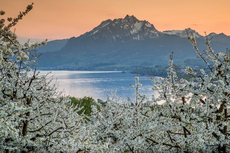 Obstblüte am Vierwaldstättersee mit Pilatus im Hintergrund, Frühlingsstimmung in der Zentralschweiz, Schweiz – Jan Geerk Fotograf Basel