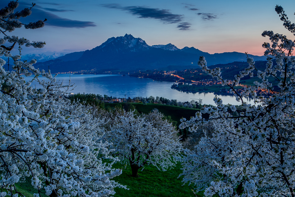 Obstblüte am Küssnacht mit Pilatus und Rigi im Hintergrund, Frühling am See, Zentralschweiz – Jan Geerk Fotograf Basel