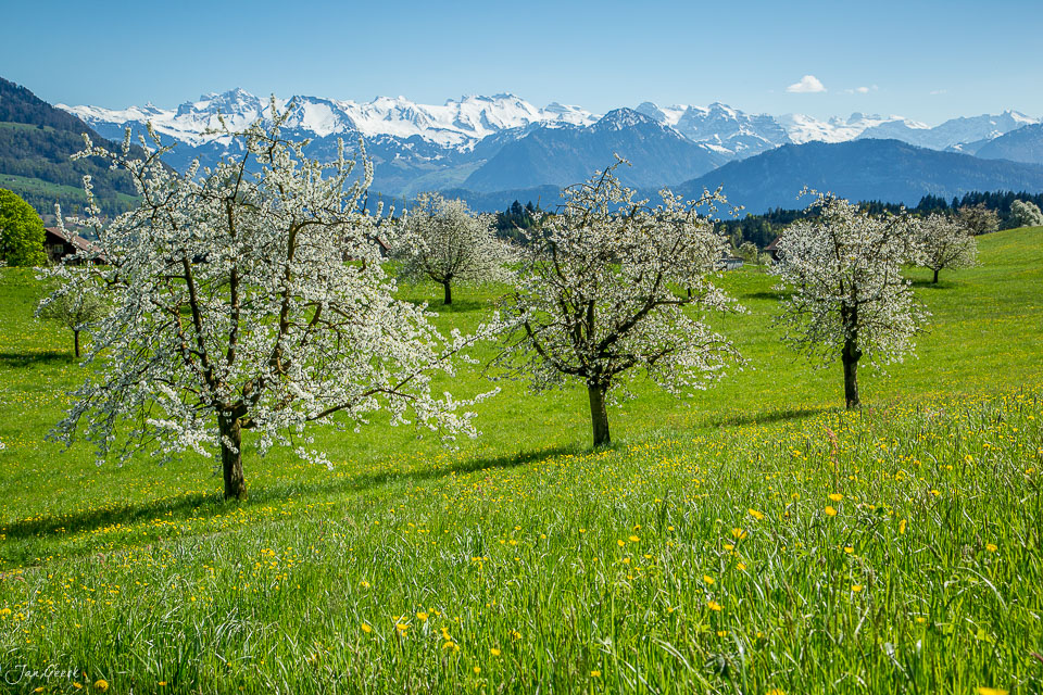 Blühende Obstbäume in Küssnacht vor schneebedeckten Alpen, Frühjahrsblüte in der Schweiz – Jan Geerk Fotograf Basel