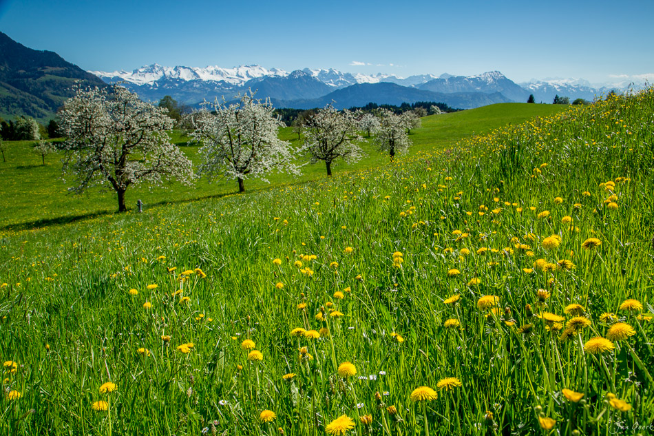 Obstblüte Kuessnacht Frühjahr Wiese Alpen Schweiz Jan Geerk Fotograf Basel