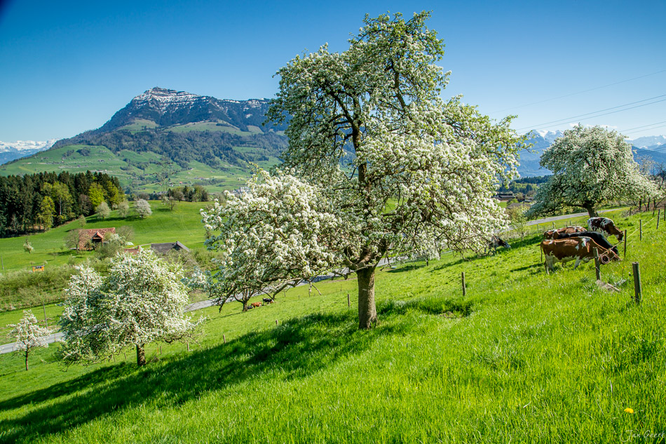 Blühende Obstbäume in Küssnacht mit Pilatus und Rigi Alpenpanorama, Frühjahrsblüte Schweiz – Jan Geerk Fotograf Basel