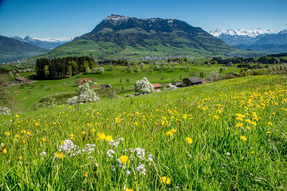 Blütezeit im Frühling bei Kuessnacht mit blühenden Obstbäumen, grünen Wiesen und Löwenzahn, Pilatus im Hintergrund, Zentralschweiz – Jan Geerk Fotograf Basel