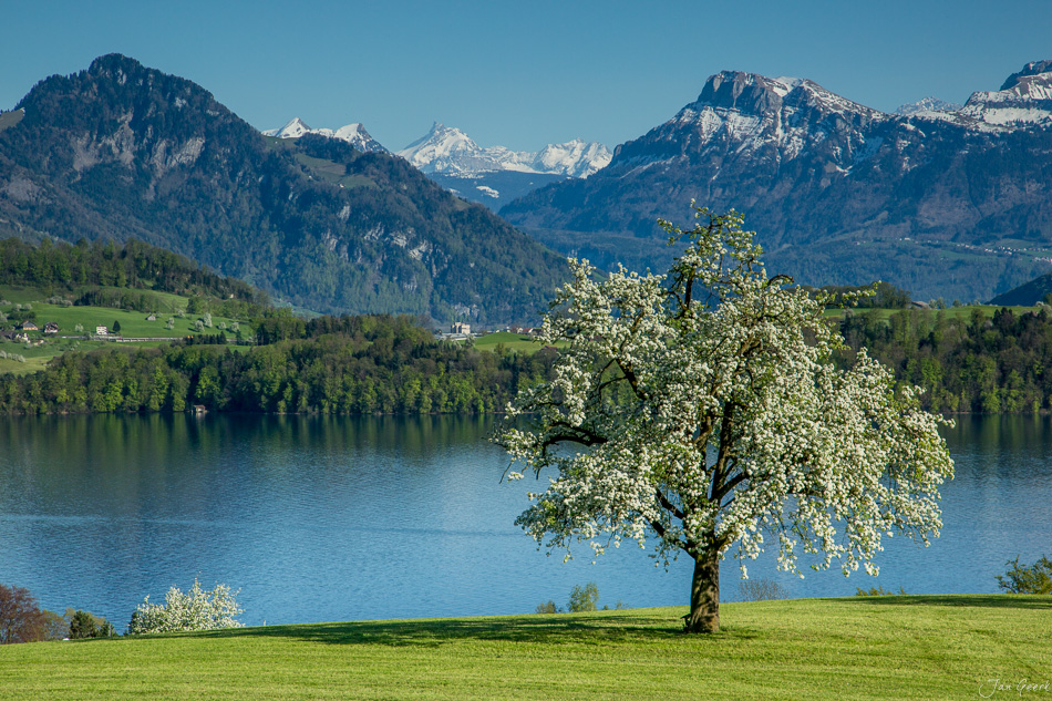 Blühender Birnbaum am Vierwaldstättersee bei Küssnacht, Frühjahrsblüte mit Pilatus und Rigi im Hintergrund, Schweiz – Jan Geerk Fotograf Basel