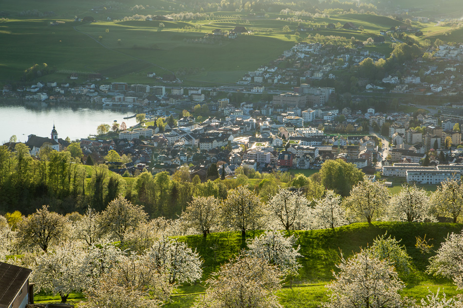 Obstblüte in Küssnacht mit Rigi und See im Frühling, Zentralschweiz – Jan Geerk Fotograf Basel