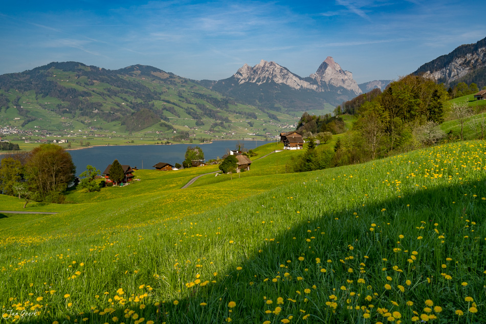Blütenwiese am Lauerzersee mit Rigi-Bergpanorama im Frühling, Zentralschweiz – Jan Geerk Fotograf Basel