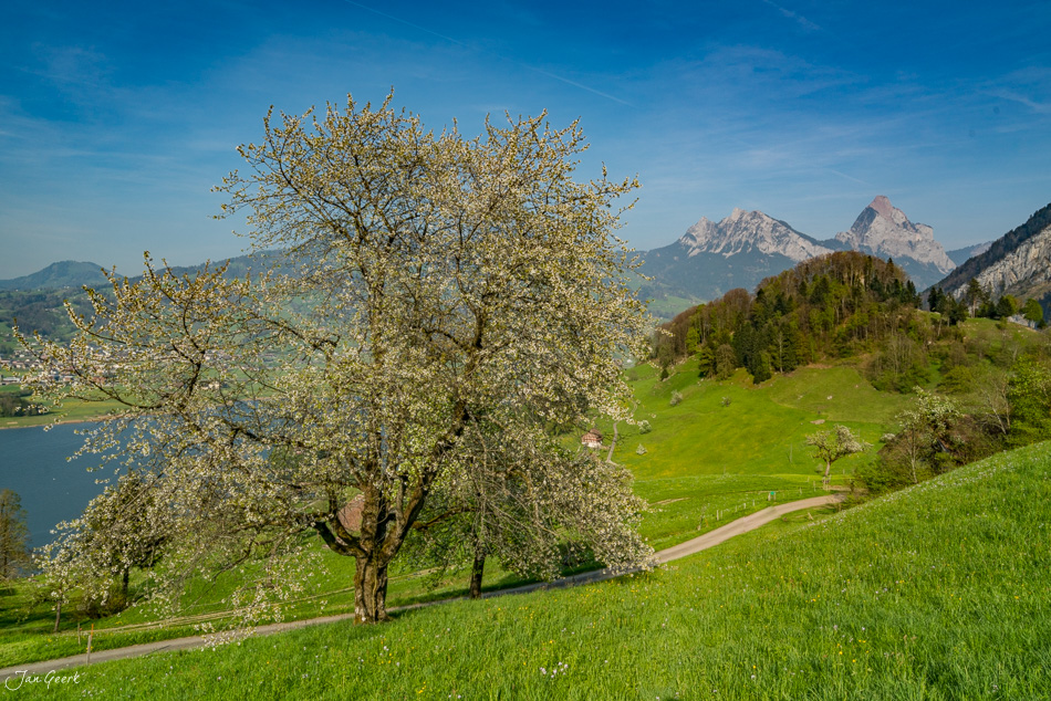 Blühender Obstbaum am Lauerzersee mit Rigi-Bergkulisse im Frühling, Zentralschweiz – Jan Geerk Fotograf Basel