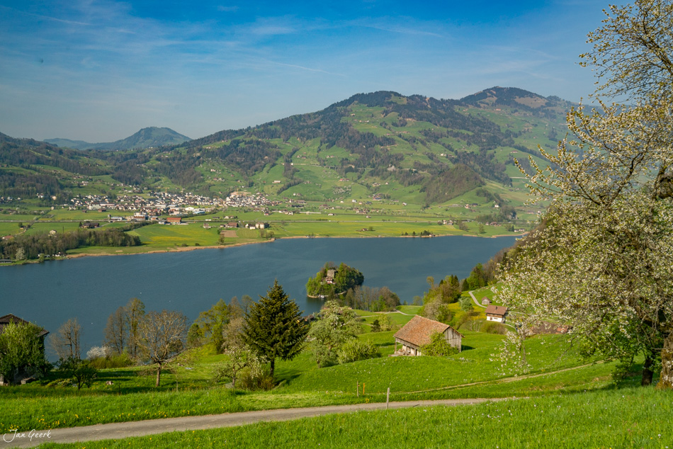 Blick auf den Lauerzersee mit Frühjahrsblüte, grüne Hügel und Rigi im Hintergrund, Frühlingsstimmung Zentralschweiz Schweiz – Jan Geerk Fotograf Basel
