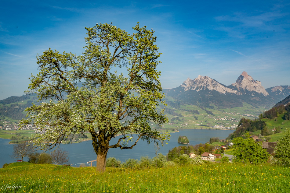 Blühender Obstbaum am Lauerzersee mit Rigi und Bergen im Frühling, Zentralschweiz – Jan Geerk Fotograf Basel