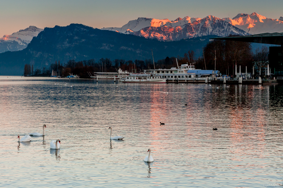 Schiffe und Schwäne am Vierwaldstättersee bei Luzern im Winter, schneebedeckte Alpen im Hintergrund, goldene Stunde – Jan Geerk Fotograf Basel